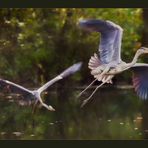 Ardea cinerea cinerea im Flug