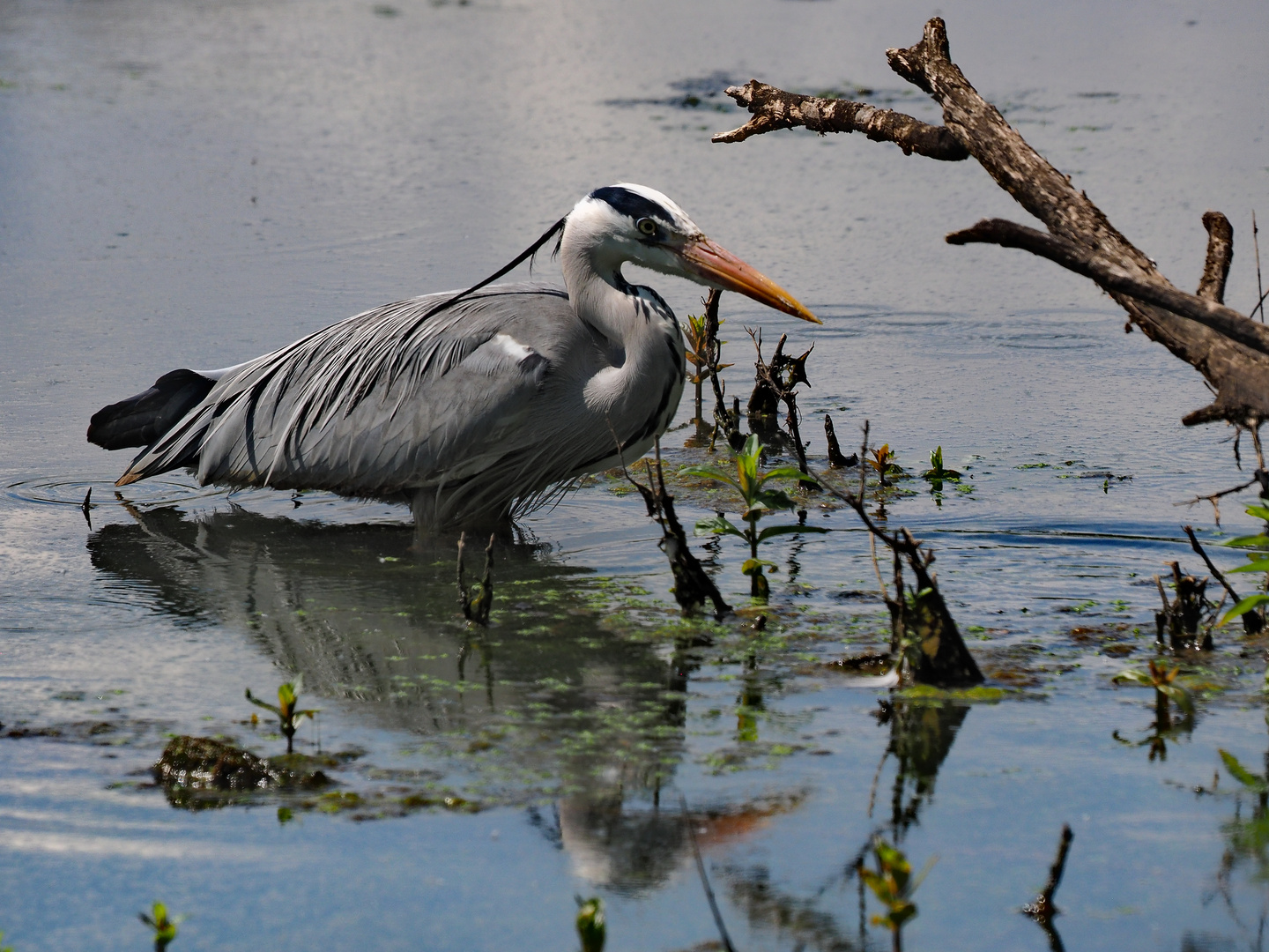 Ardea cinerea cinerea - Im Gegenlicht