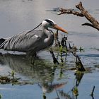 Ardea cinerea cinerea - Im Gegenlicht