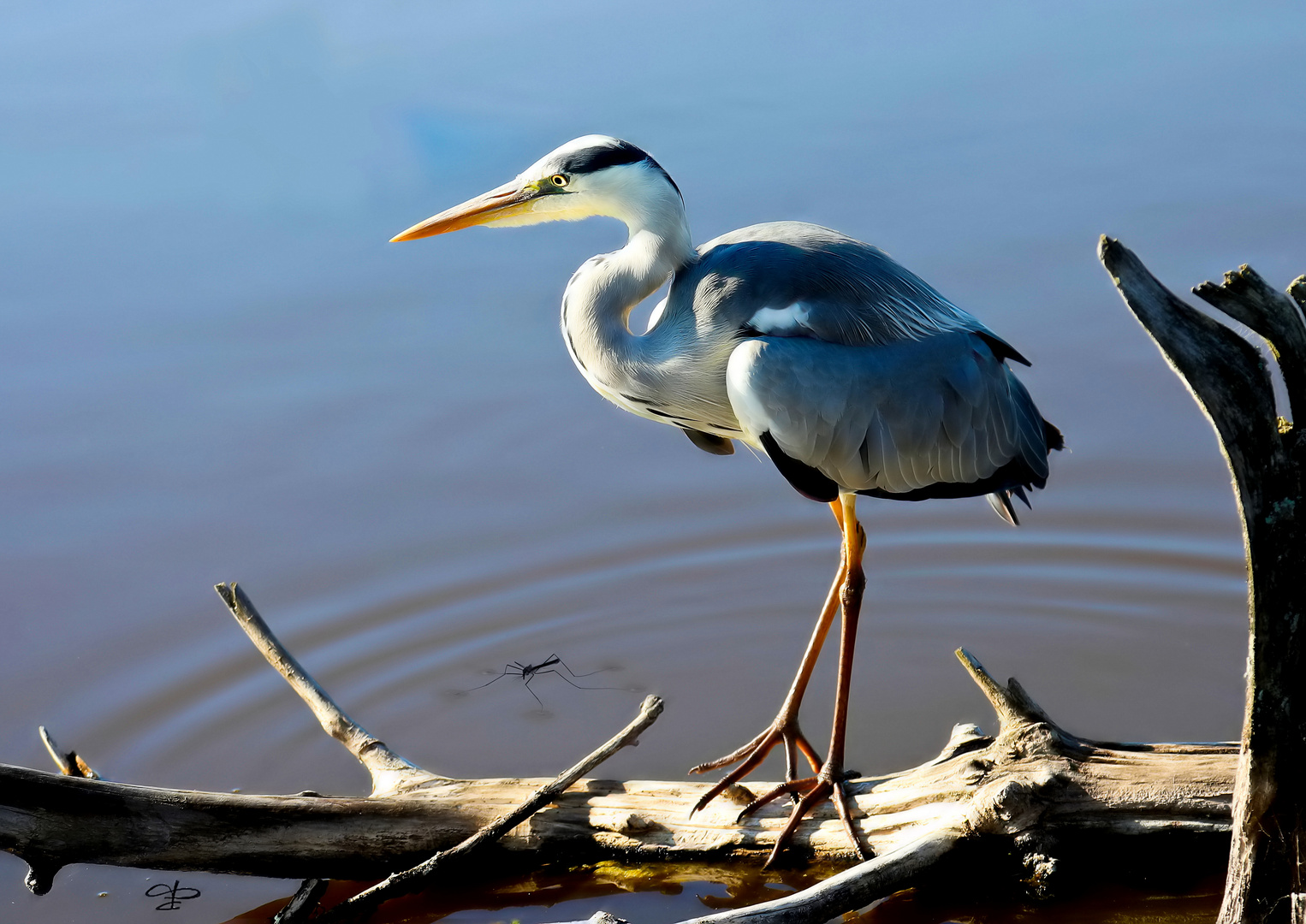 Ardea cinerea & Culicidae