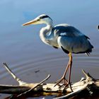 Ardea cinerea & Culicidae