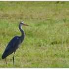 Ardea cinerea