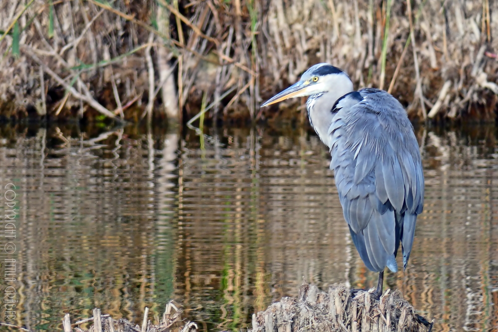 Ardea cinerea