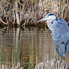 Ardea cinerea