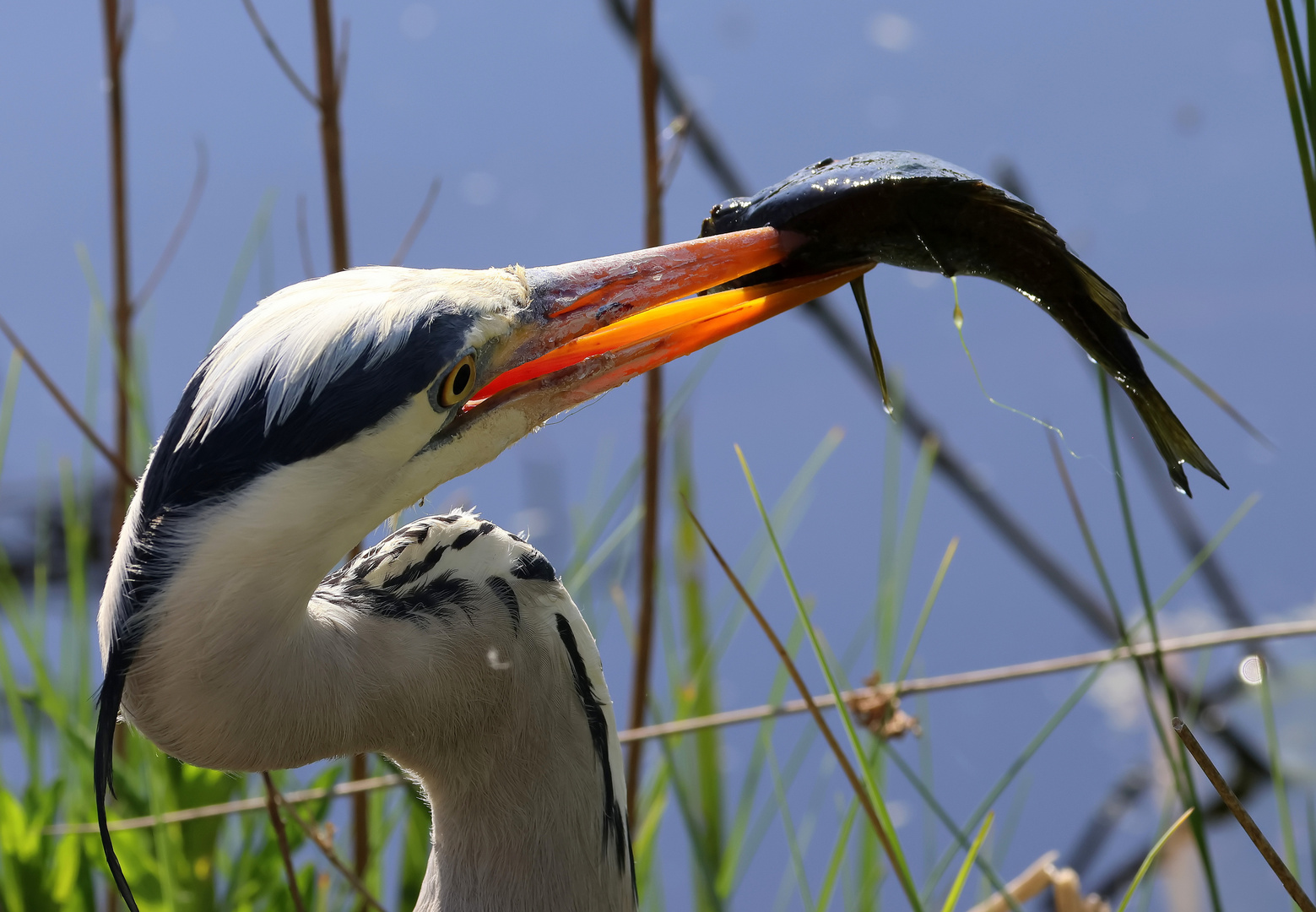 Ardea cinerea