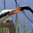 Ardea cinerea