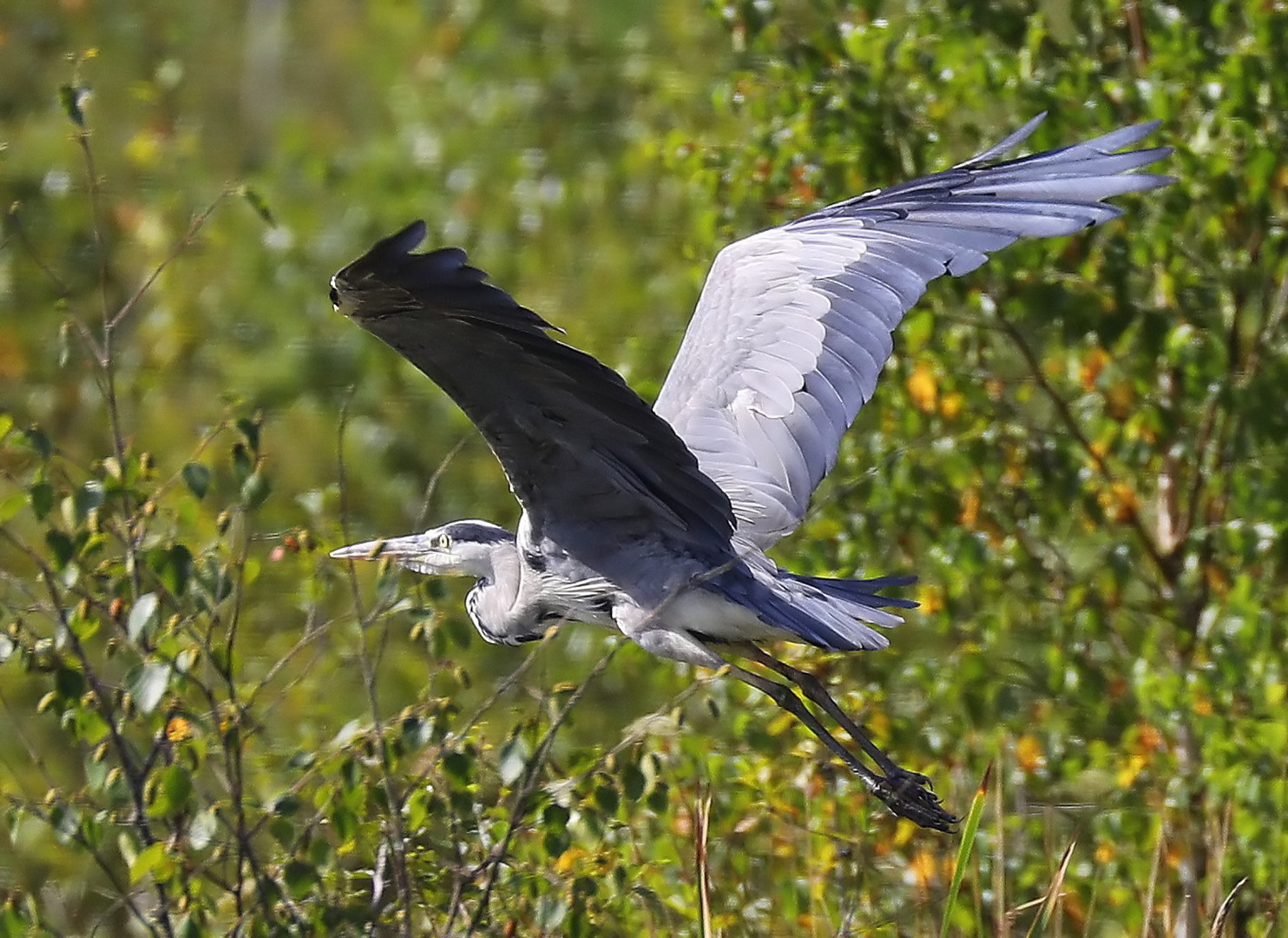 Ardea cinerea