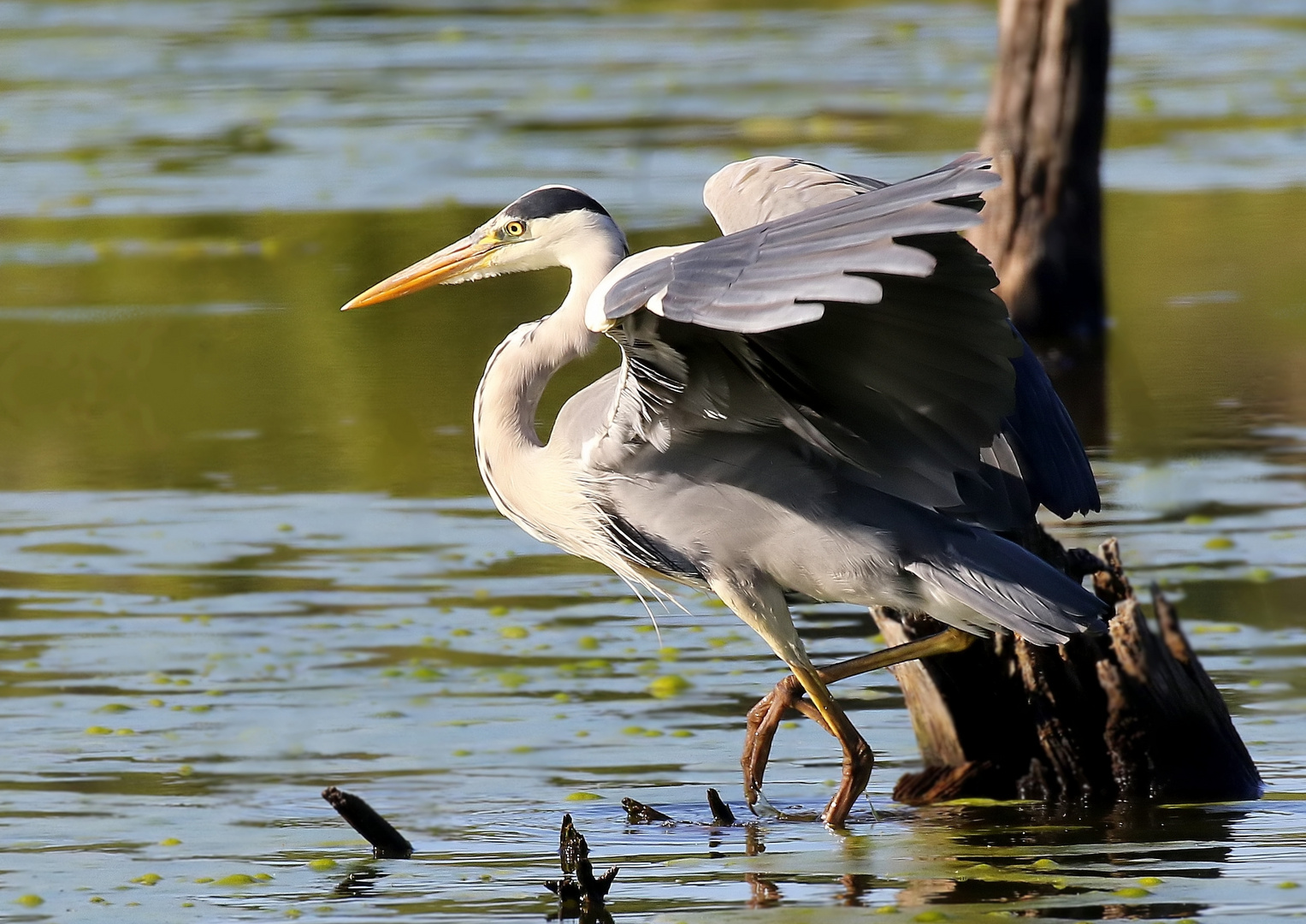 Ardea cinerea