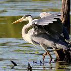 Ardea cinerea