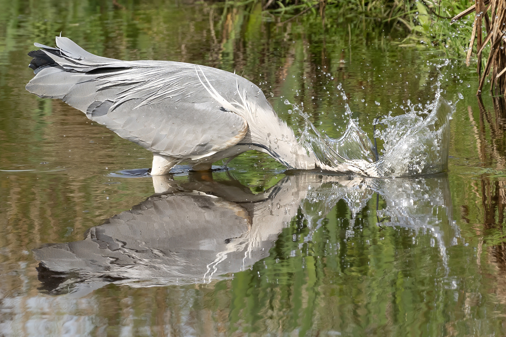 Ardea cinerea