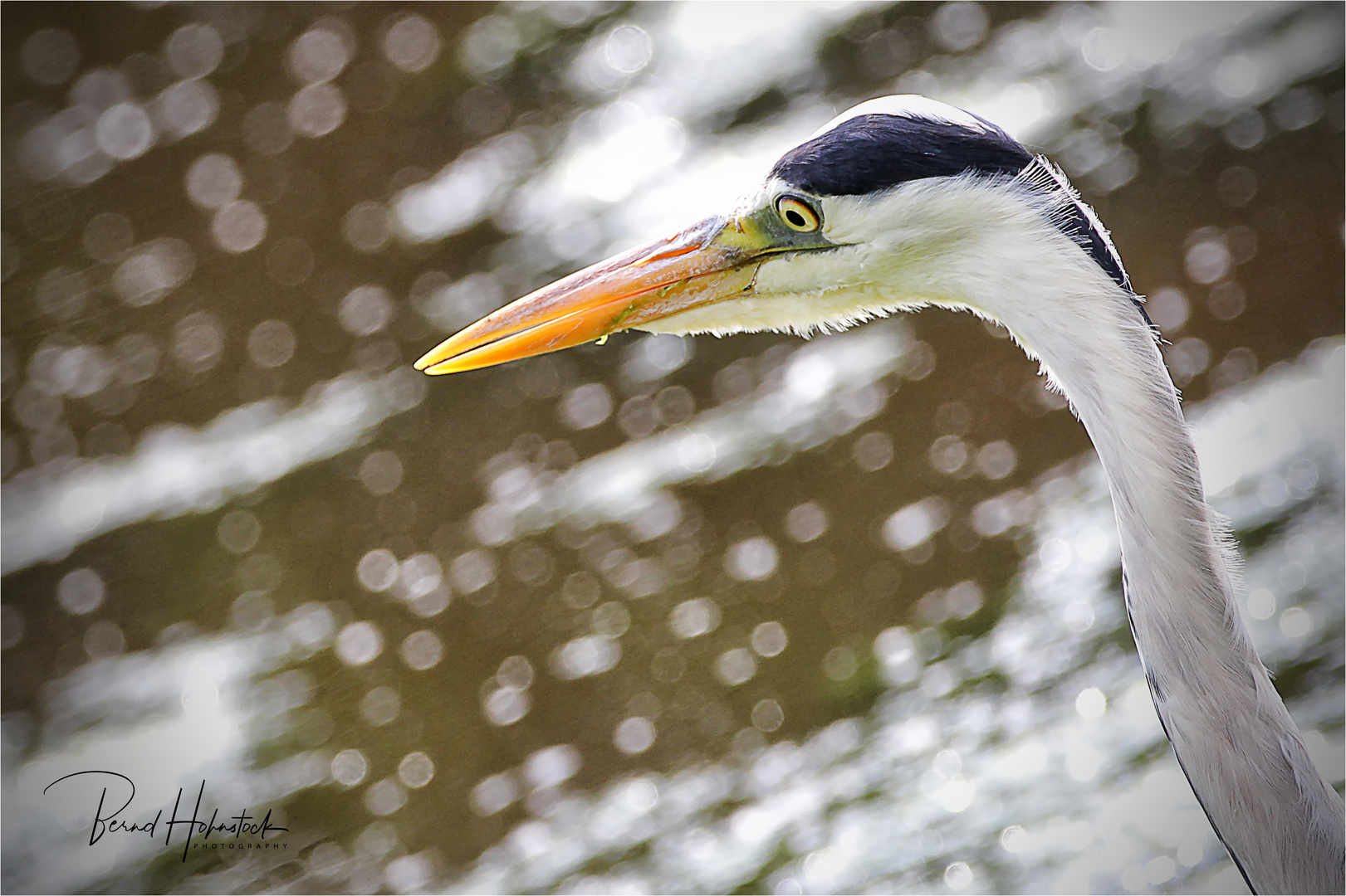 Ardea cinerea .....