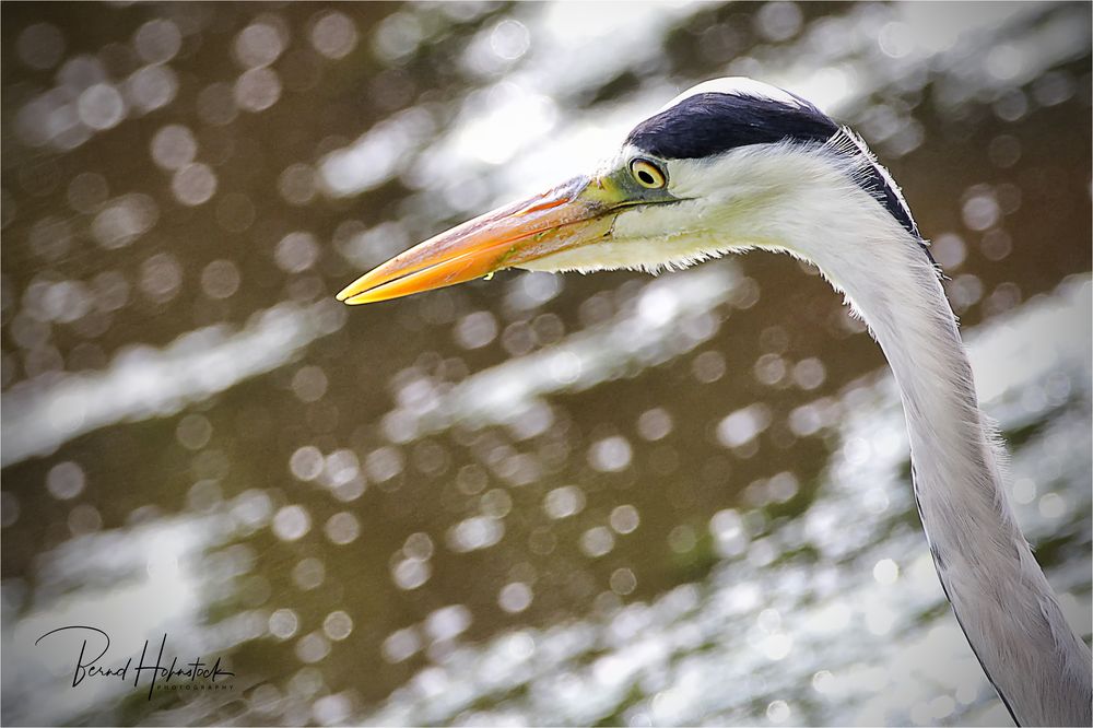 Ardea cinerea .....