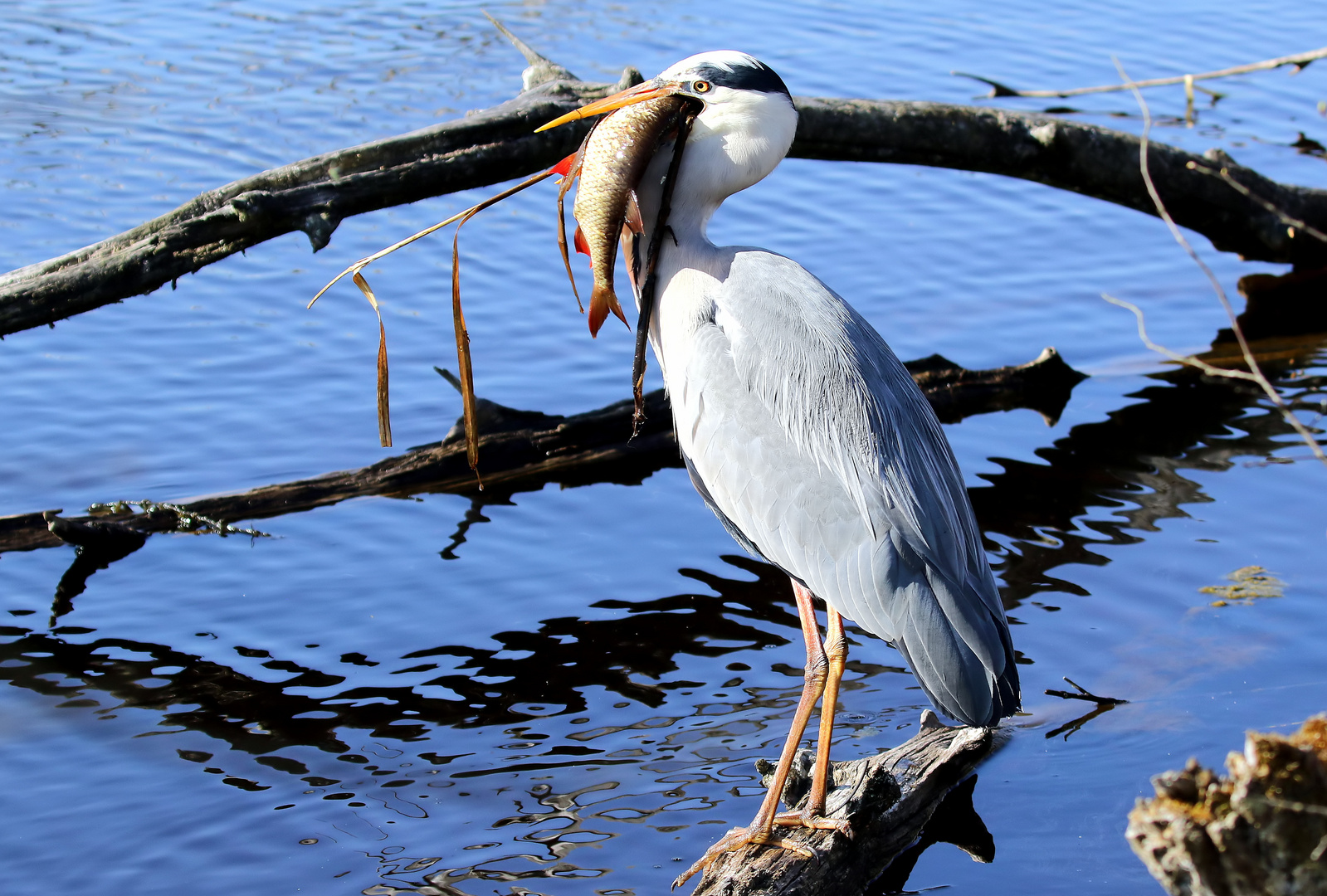 Ardea cinerea et Leuciscus idus - Source du Neckar