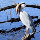 Ardea cinerea et Leuciscus idus - Source du Neckar