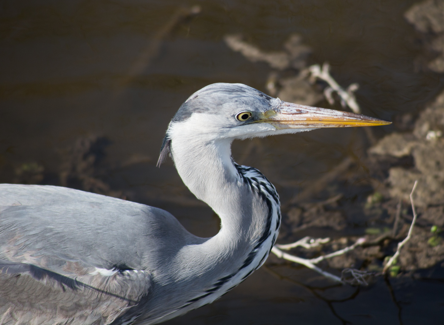 Ardea cinerea