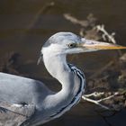 Ardea cinerea