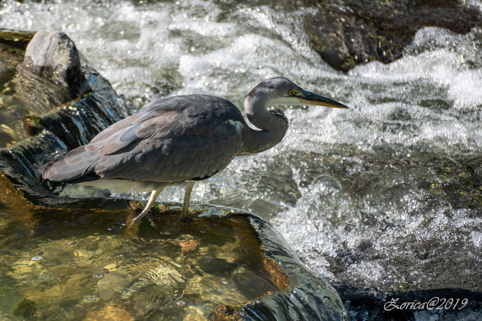 Ardea cinerea