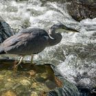 Ardea cinerea