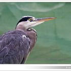 Ardea cinerea