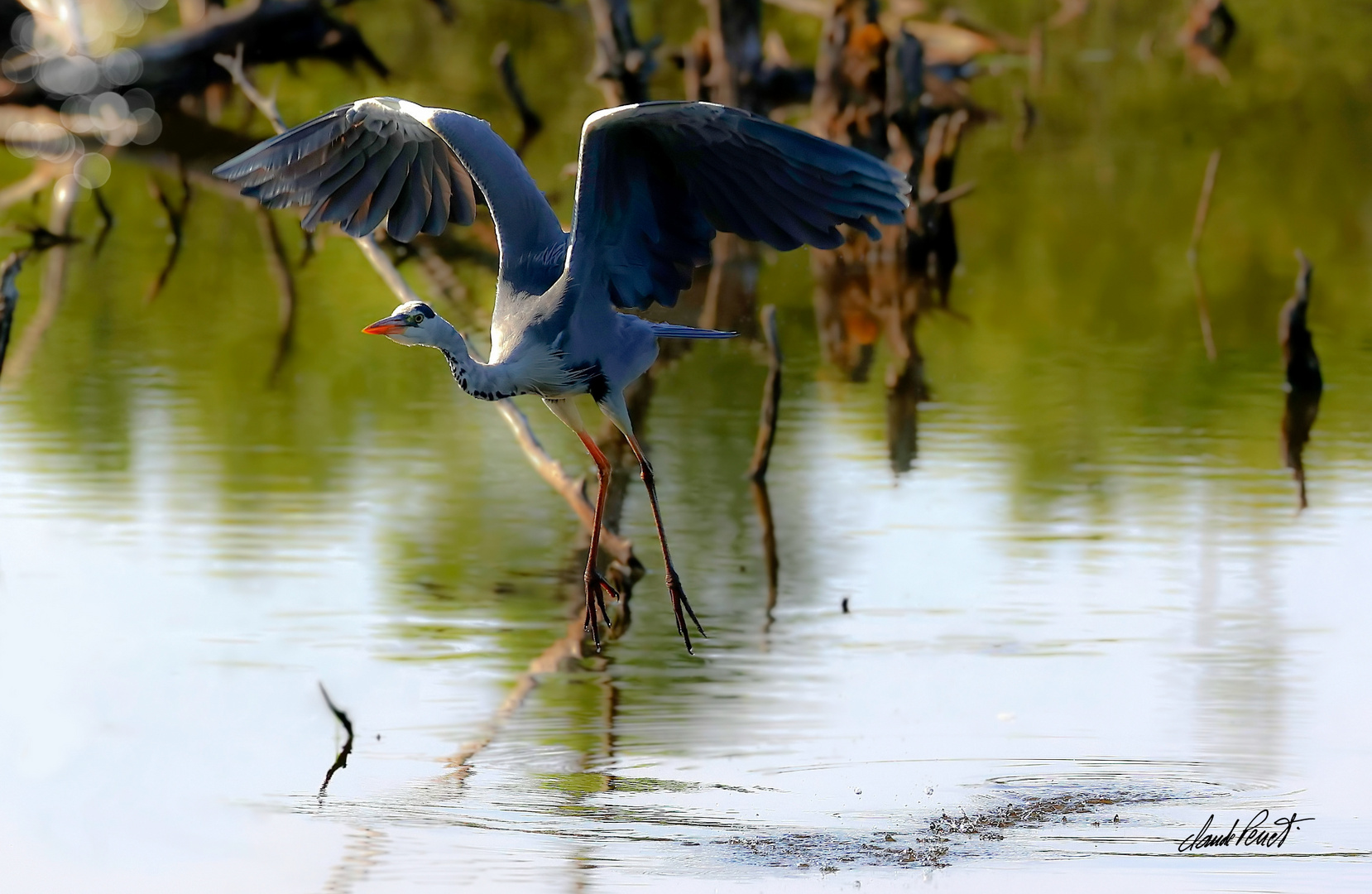 Ardea cinerea