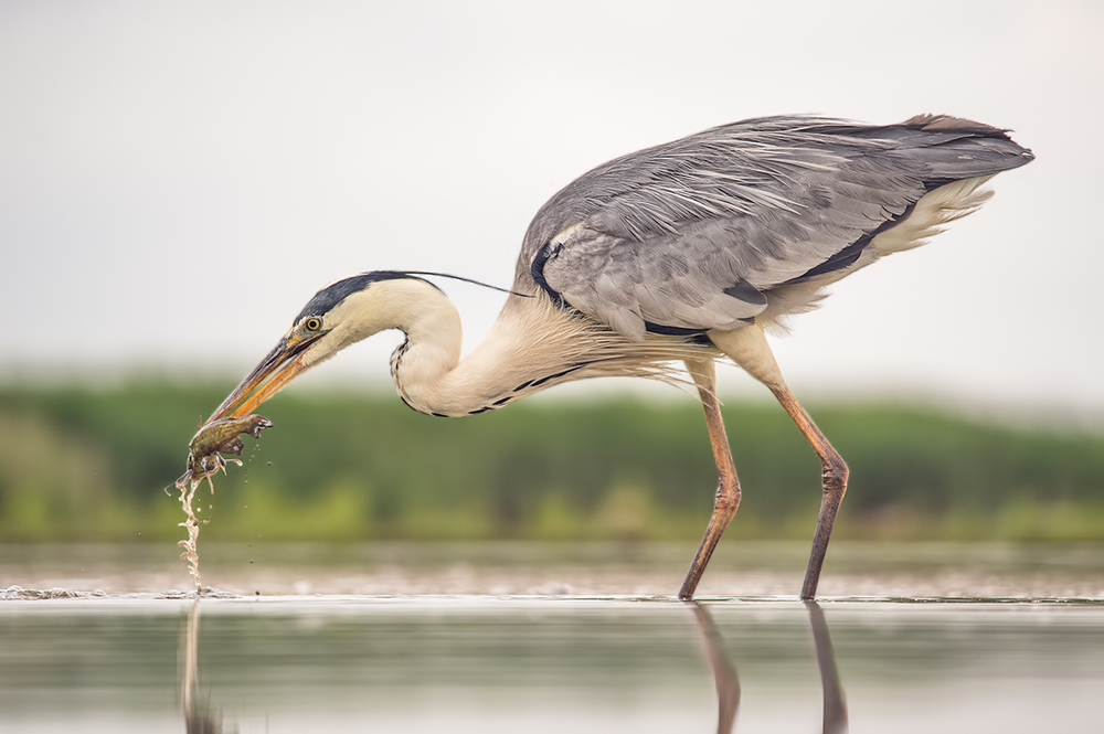 Ardea cinerea