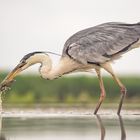 Ardea cinerea