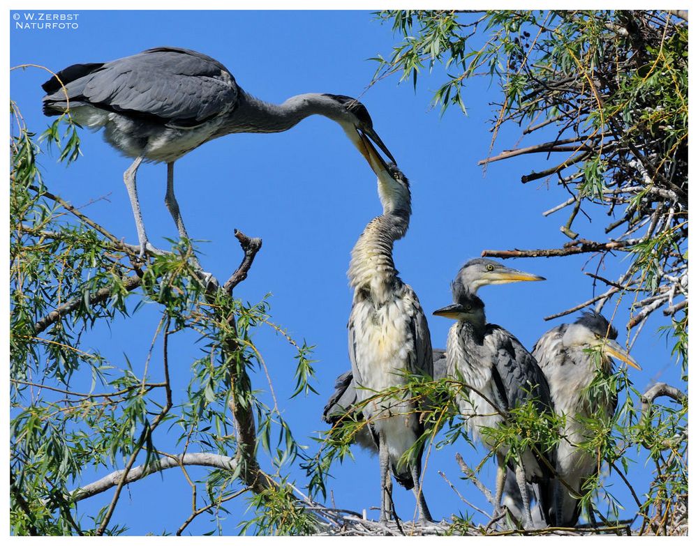 -( Ardea cinerea ) Fütterung der jungen Graureiher )