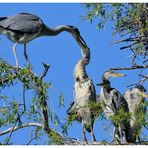 -( Ardea cinerea ) Fütterung der jungen Graureiher )