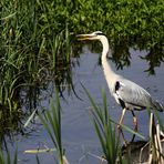 Ardea cinerea - Graureiher