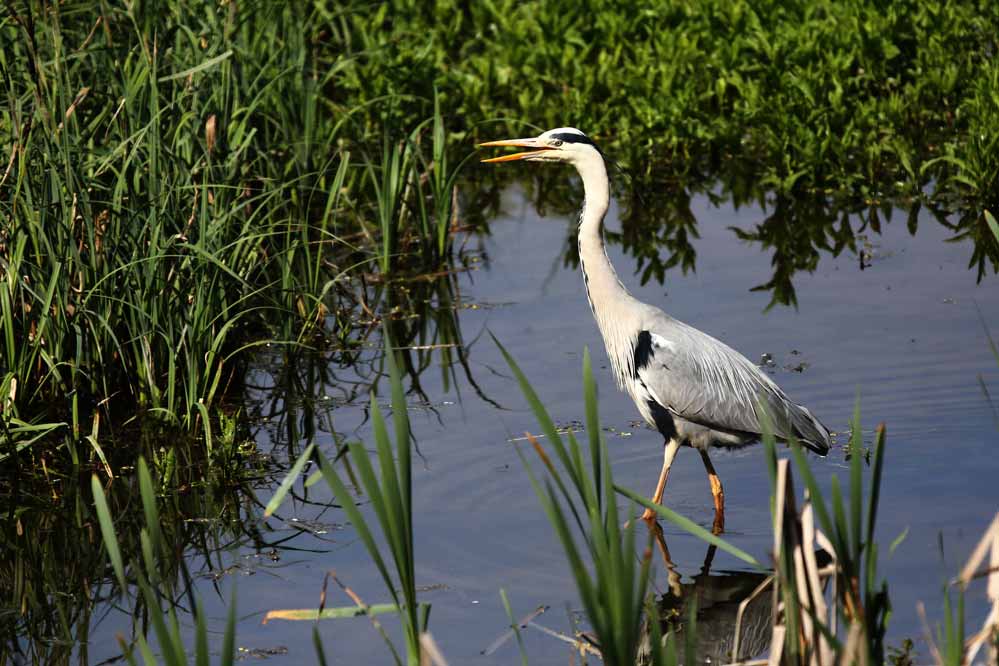 Ardea cinerea - Graureiher