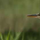 Ardea cinerea - Graureiher  - der Schnabel