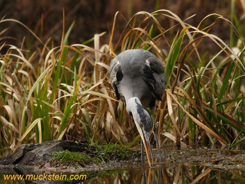 Ardea cinerea - Graureiher - Heron