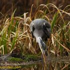 Ardea cinerea - Graureiher - Heron