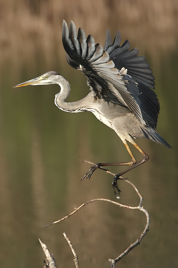 Ardea Cinerea, il decollo