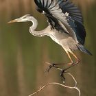 Ardea Cinerea, il decollo