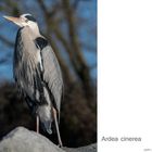 Ardea Cinerea im Sonntagsanzug...