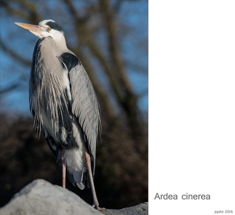 Ardea Cinerea im Sonntagsanzug...