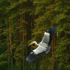 Ardea cinerea im Wald