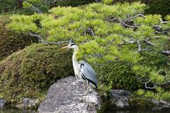 Ardea cinerea japonensis ?