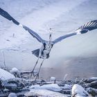 Ardea cinerea on ice.