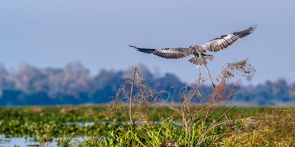 Ardea cocoi