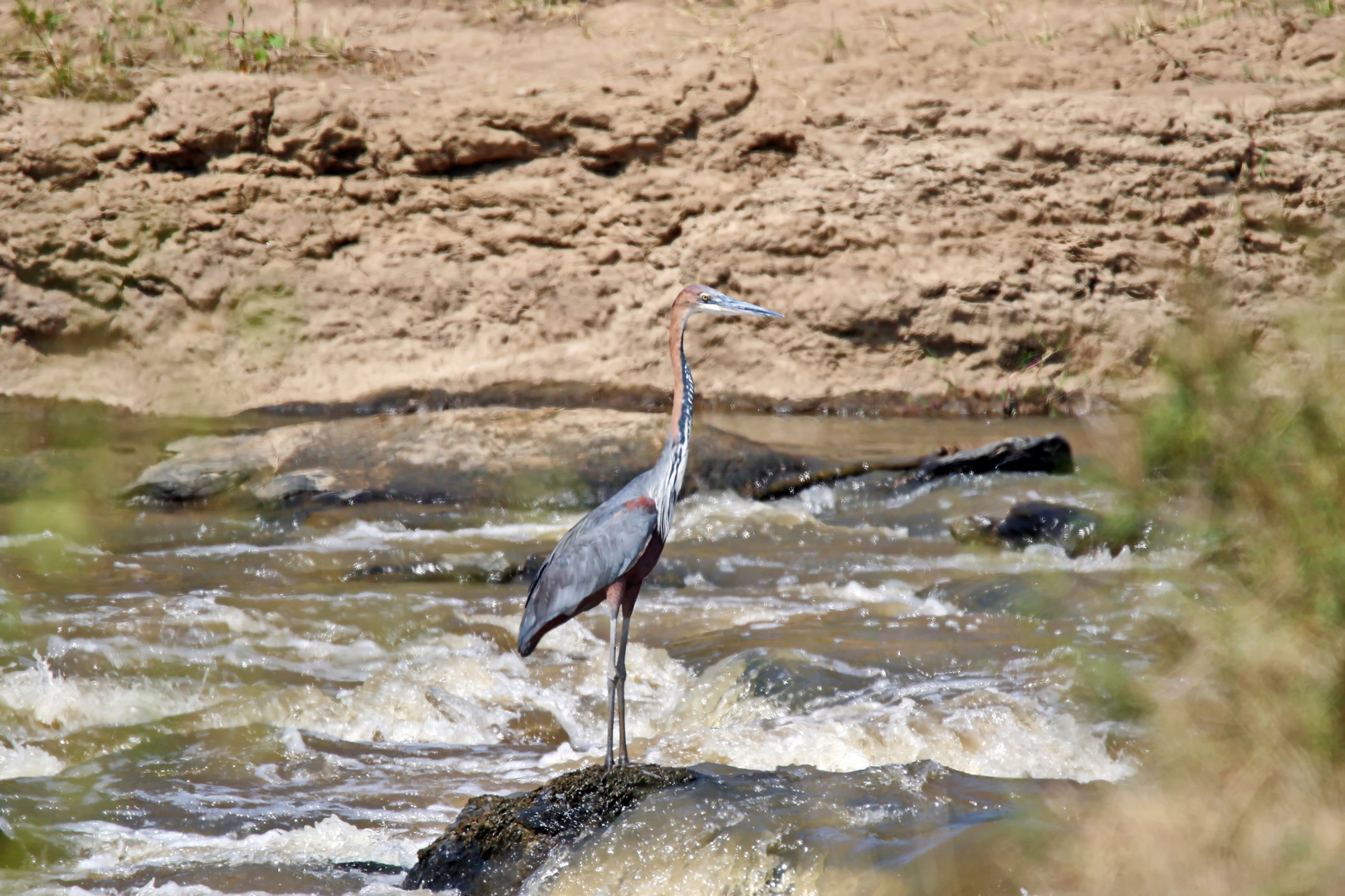 Ardea goliath