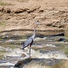 Ardea goliath