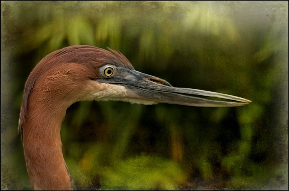 ~Ardea goliath~