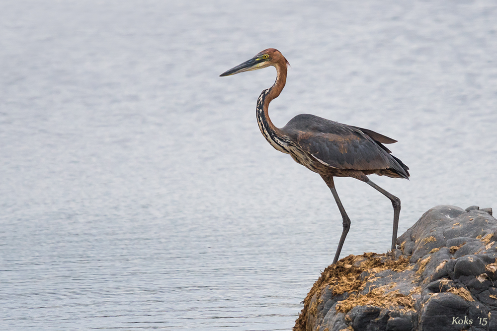 Ardea goliath