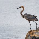 Ardea goliath