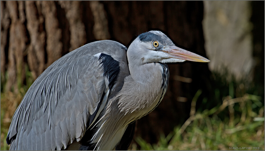 ardea linerea. Der Garant für fischfreie Zonen.