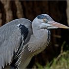 ardea linerea. Der Garant für fischfreie Zonen.