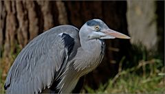 ardea linerea. Der Garant für fischfreie Zonen.