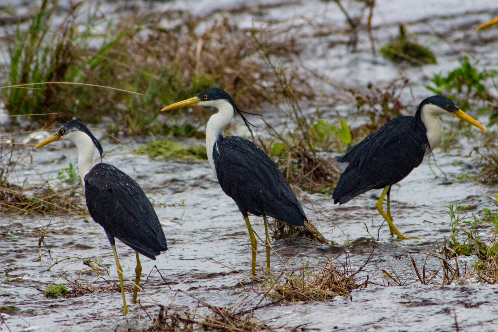 Ardea picata / Pied Heron